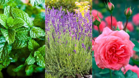 కుండీలు కొనాల్సిన పనిలేదు.. మీ ఇంట్లో ఇవి ఉంటే చాలు..