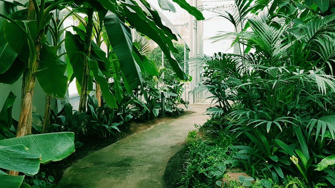 ఎరువులు : ఎండాకాలంలో వారంలో ఒకసారి అయినా ఎరువులు వేయండి.  వాటిలో ఆవు పేడ మొక్కలను బలంగా ఉంచితుంది.  అరటి తొక్కలు, టీ పొడి కూడా వేస్తే మొక్కలు పచ్చగా ఉంటాయి.