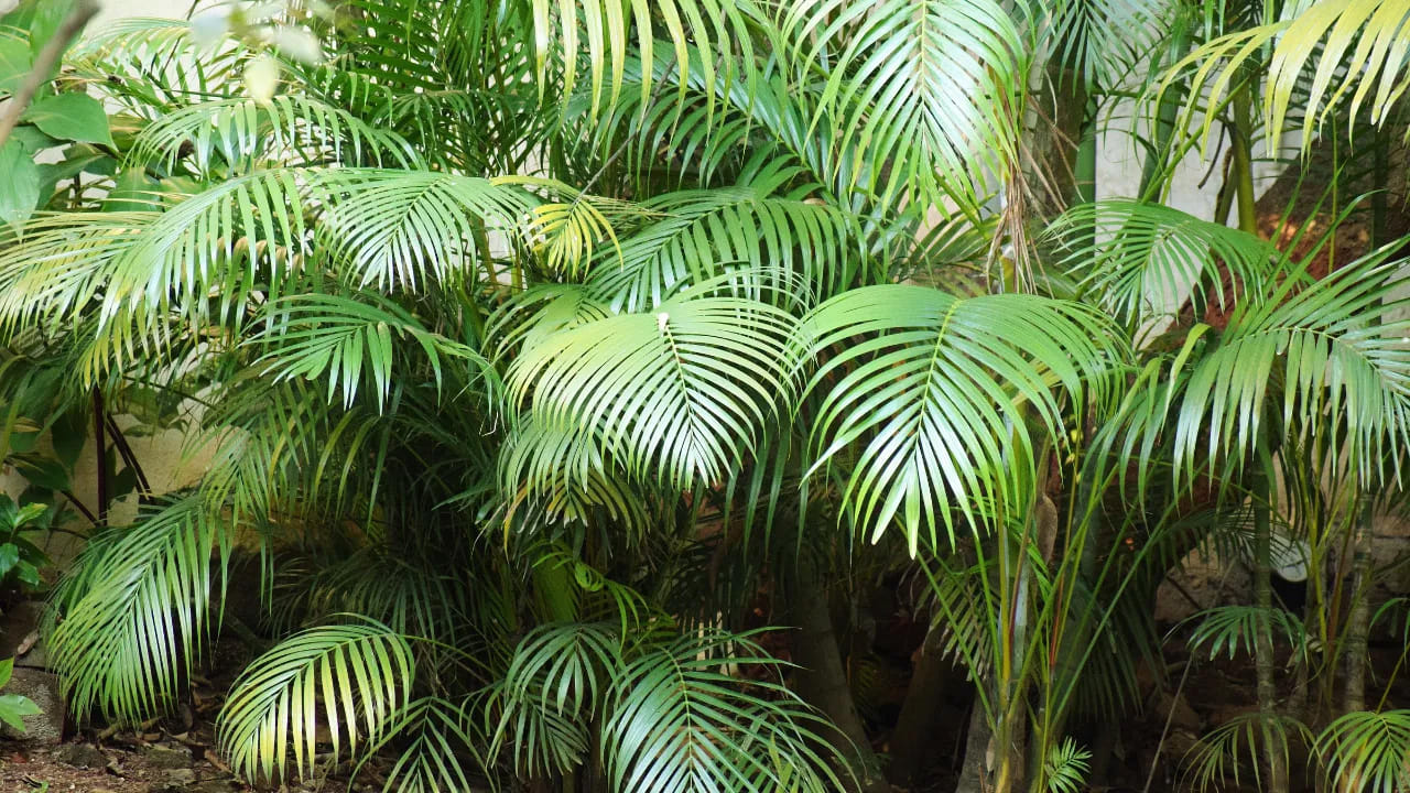 మీ బాల్కనీ  చిన్నగా ఉందని అస్సలు దిగులు పడకండి. మీ ఇంట్లో కొంచం స్థలం ఉన్నా కూడా మొక్కలను ఈజీగా పెంచవచ్చు. వీటికి ఎలాంటి డబ్బు పెట్టాల్సిన అవసరం లేదు, మీ ఇంట్లో ఉండే వస్తువులతోనే మొక్కలను పెంచవచ్చు. అవేంటో ఇక్కడ చూద్దాం.. 
