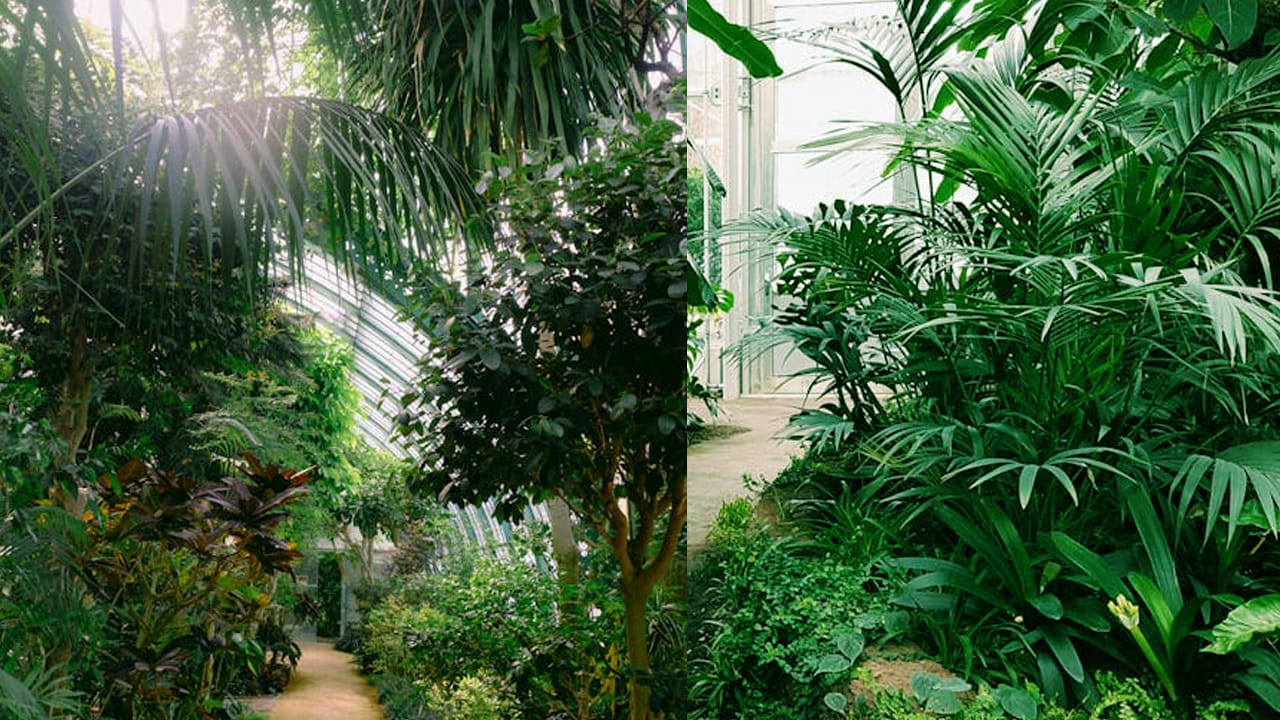  కుండీలు : మొక్కలను  కుండీలలో పెంచేటప్పుడు చిన్న చిన్న  రంధ్రాలు ఉండేలా చూసుకోండి. ఇలా చేస్తే మొక్కలు గాలినీ తీసుకుని తాజాగా కనిపిస్తాయి. కాబట్టి ఇది తప్పనిసరిగా ఉండాలి.