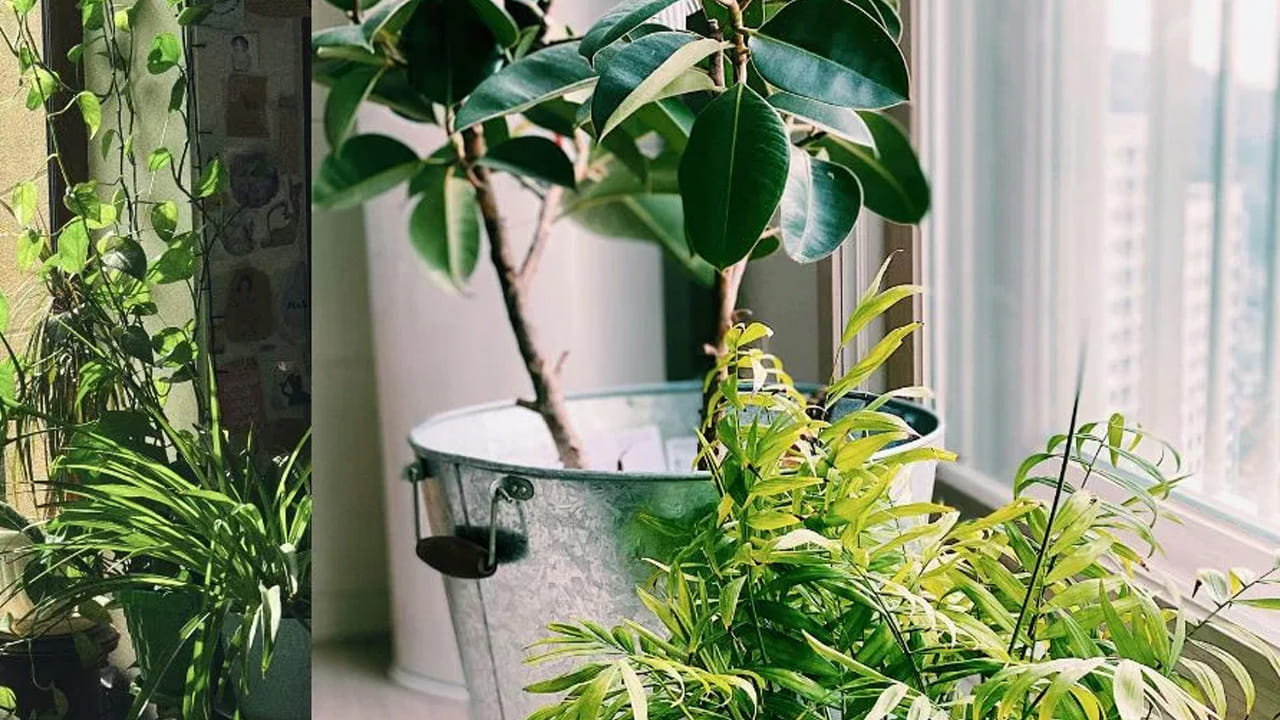 కొద్ది స్థలాన్ని కూడా ఎంతో అందంగా చేసుకోవచ్చు. మీరు దేవుడు దగ్గర కొట్టిన కొబ్బరి చిప్పలను బయట పడేస్తున్నారా? ఇంక నుంచి అలా చేయకండి. వాటిలో  కూడా మొక్కలను ఈజీగా పెంచొచ్చు. వీటిని ఒక్క రూపాయి ఖర్చు పెట్టాల్సిన అవసరం లేదు. 