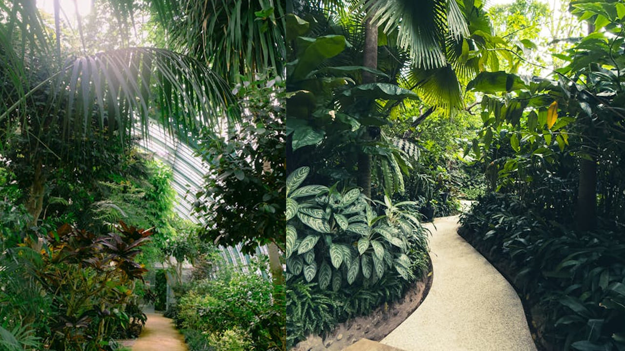 పురుగుల నివారణ: సమ్మర్లో  పురుగులు పడి ఆకులు ఎండిపోతుంటాయి. అలాంటి సమయంలో వేప నూనె మొక్కల మీద స్ప్రే  చేస్తే అవి తిరిగి మళ్ళీ చిగురిస్తాయి.  అప్పుడు ఎండల్లో కూడా పచ్చగా కనిపిస్తాయి.