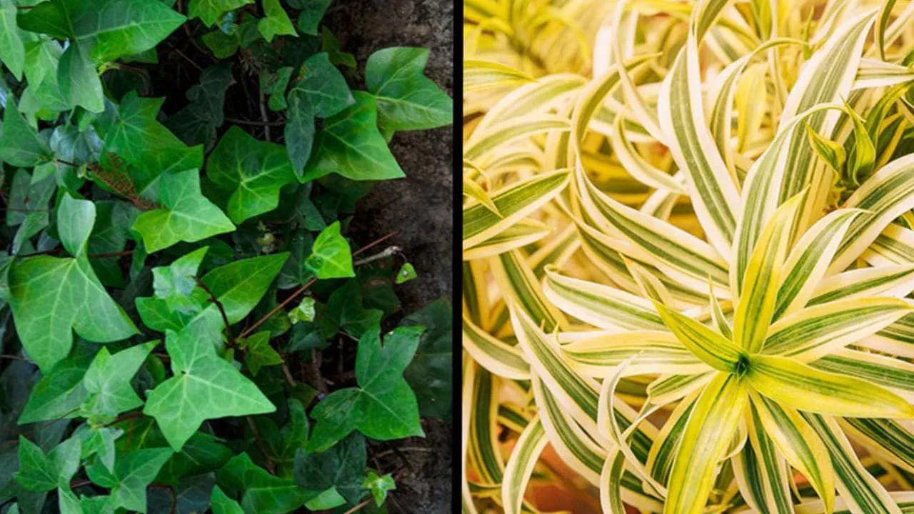 మనీ ప్లాంట్ ను కొబ్బరి చిప్పలో ఎలాంటి రిస్క్ పడకుండా పెంచొచ్చు. అలాగే, వీటికి జాగ్రత్తలు కూడా తీసుకోవాల్సిన అవసరం ఉండదు. ఈ మొక్కను మీరు పెంచితే చూడటానికి కూడా అందంగా కనిపిస్తుంది. ముఖ్యంగా ఈ మొక్కకు  ఎండ తగలాలి. 
