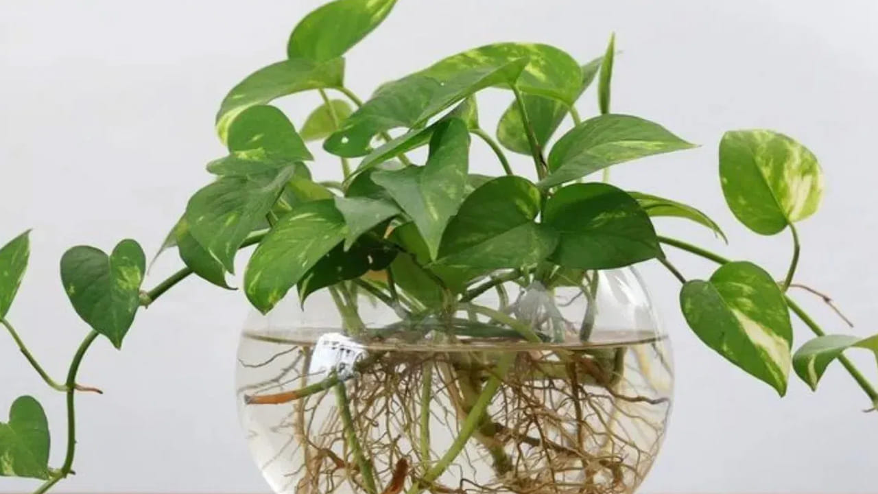 మీరు పెంచుకునే వాటిలో తీగ మొక్కలు కానీ, చిన్న చిన్న మొక్కలు కానీ,  కొబ్బరి చిప్పలో ఈజీగా పెంచొచ్చు. వీటిలో వేసి అప్పుడప్పుడు నీటిని పోస్తూ ఉండాలి. ఇలా తక్కువ ప్లేస్ లో ఎక్కువ మొక్కలను పెంచొచ్చు. మీరు కూడా మీ ఇంట్లో ఈ చిప్పలు ఉంటే ట్రై చేయండి. 