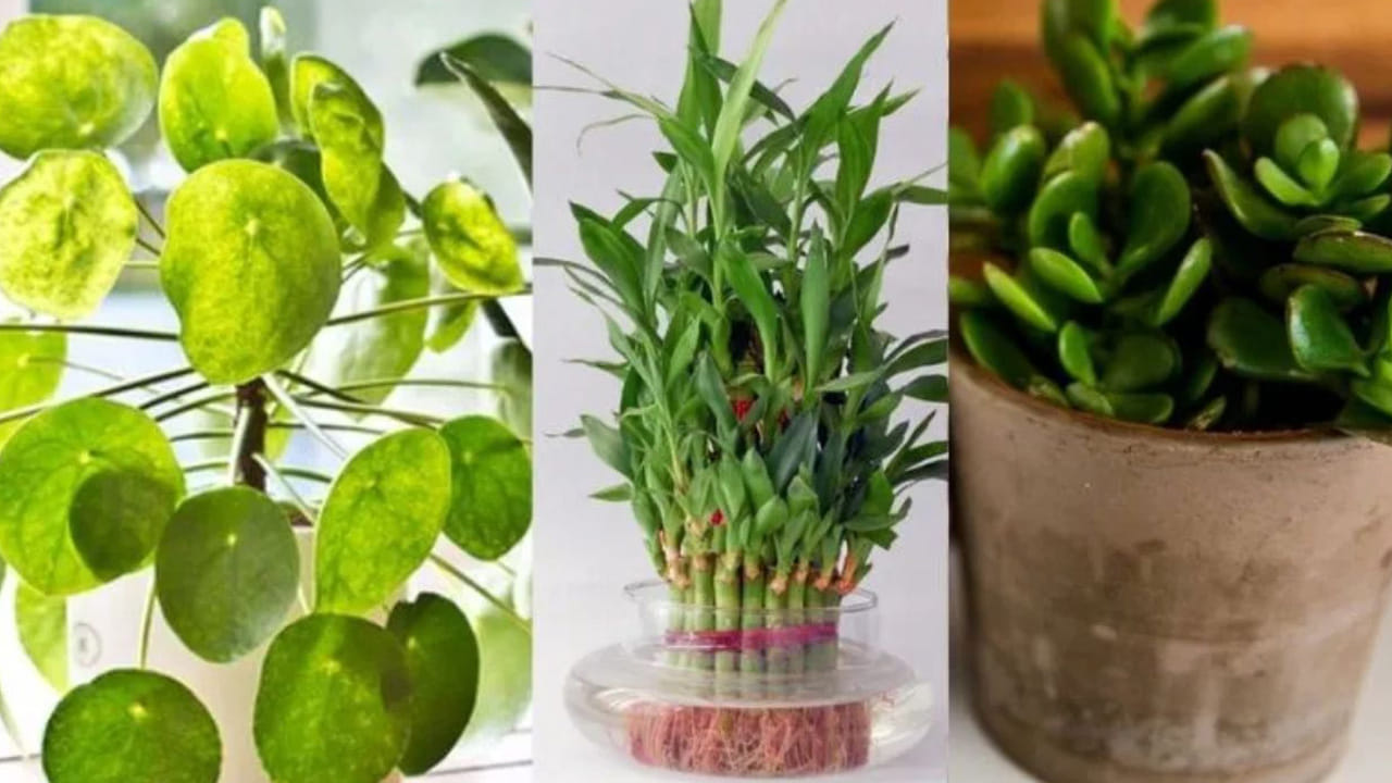 కొందరి ఇళ్ళల్లో మొక్కలు పెంచడానికి అసలు కొంచం కూడా ప్లేస్ ఉండదు. ఇలాంటి వాళ్లు ఎన్నెన్నో ప్రయోగాలు చేస్తారు మొక్కలు పెంచడానికి. ఇంకొందరు డబ్బులు పెట్టి కుండీలు కొంటారు. కుండీలు పెద్దగా ఉండటంతో సగం ప్లేస్ మొత్తం వాటికే సరిపోతోంది. 
 