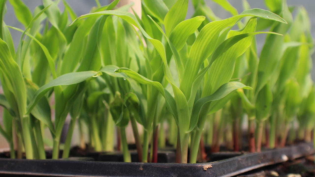 సూర్యకాంతి : ఎండాకాలంలో  ప్రతి మొక్కకు నీరు చాలా అవసరం. అలాగే, సూర్యకాంతి కూడా ముఖ్యమని అస్సలు మర్చిపోకండి. కాబట్టి మీ ఇంట్లో పెంచే మొక్కలకు సూర్యరశ్మి తగిలేలా ఉంచండి.