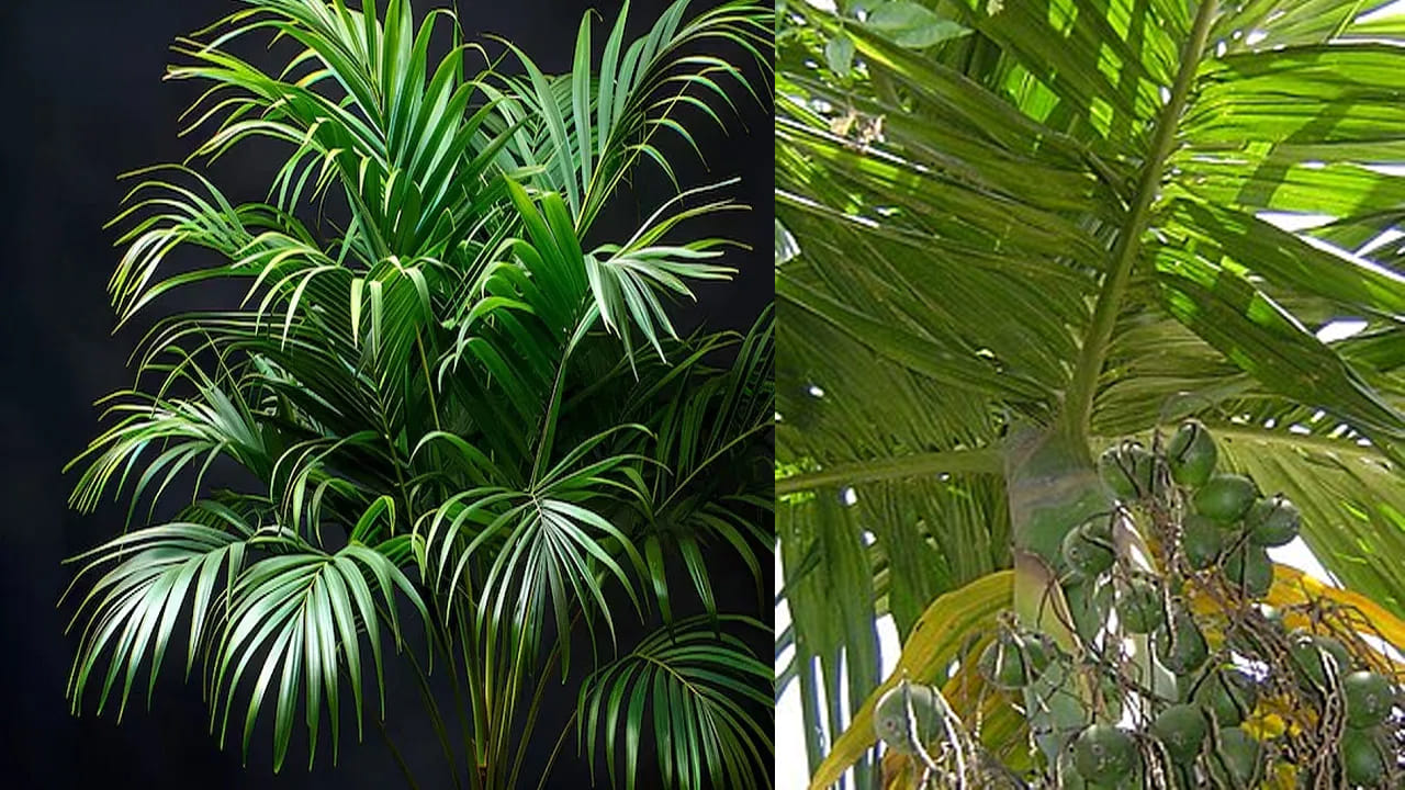 
చల్లగా ఉంచే ప్రత్యేకమైన మొక్కలు.. 

పోకచెట్టు.. 

'తేమను పెంచే చెట్టు' అని కూడా పిలుస్తారు. గాలి శుభ్రం చేసి, వాతావరణాన్ని చల్లగా చేస్తుంది. ఇంటి తోటలో లేదా బాల్కనీలో నాటితే చూడటానికి ఆకర్షణీయంగా ఉంటుంది
