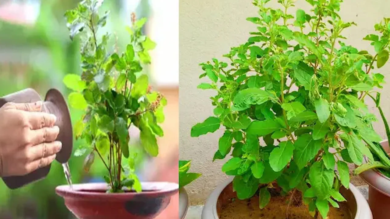 
తులసి (Holy Basil).. 

సులభంగా అందుబాటులో ఉంటుంది. గాలి శుద్ధి చేయడంలో అద్భుతంగా పనిచేస్తుంది. గాలిలో ఓజోన్ స్థాయిని పెంచి, ఇంటిని తాజాగా ఉంచుతుంది. సువాసనతో మానసిక ప్రశాంతతను కలిగిస్తుంది.

