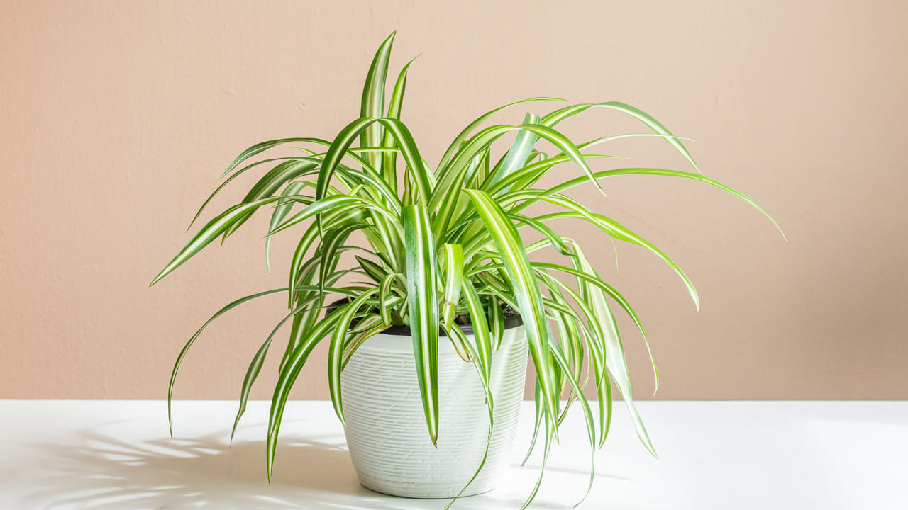 
స్పైడర్ ప్లాంట్ (Spider Plant).. 

ఇంటికి ఆకర్షణీయమైన రూపాన్ని ఇస్తుంది. గాలి నుంచి   మలినాలను తొలగిస్తుంది. తక్కువ నీరు, సంరక్షణతో పెరుగుతుంది. చిన్న కుండీలలో కూడా సులభంగా పెంచుకోవచ్చు.