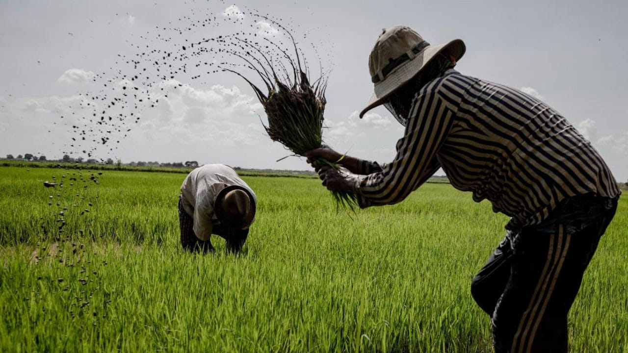 ఈ క్రమంలో పీఎం కిసాన్ నిధుల ఆలస్యం కావడంతో రైతులు ఎదురుచూపులు చూస్తున్నారు. ఎప్పుడు వస్తాయోనని కళ్లు కాయలు కాసేలా చూస్తున్నారు. అయితే పీఎం కిసాన్ నిధులు అందాలంటే తప్పనిసరిగా ఈకేవైసీ పూర్తి చేసుకోవాలని కేంద్రం సూచించింది. డీబీటీ విధానంలో నేరుగా రైతుల బ్యాంక్ ఖాతాల్లో డబ్బులు జమ కావాలంటే బ్యాంక్ ఖాతాతో ఆధార్ లింక్ అయి ఉండాలి.
