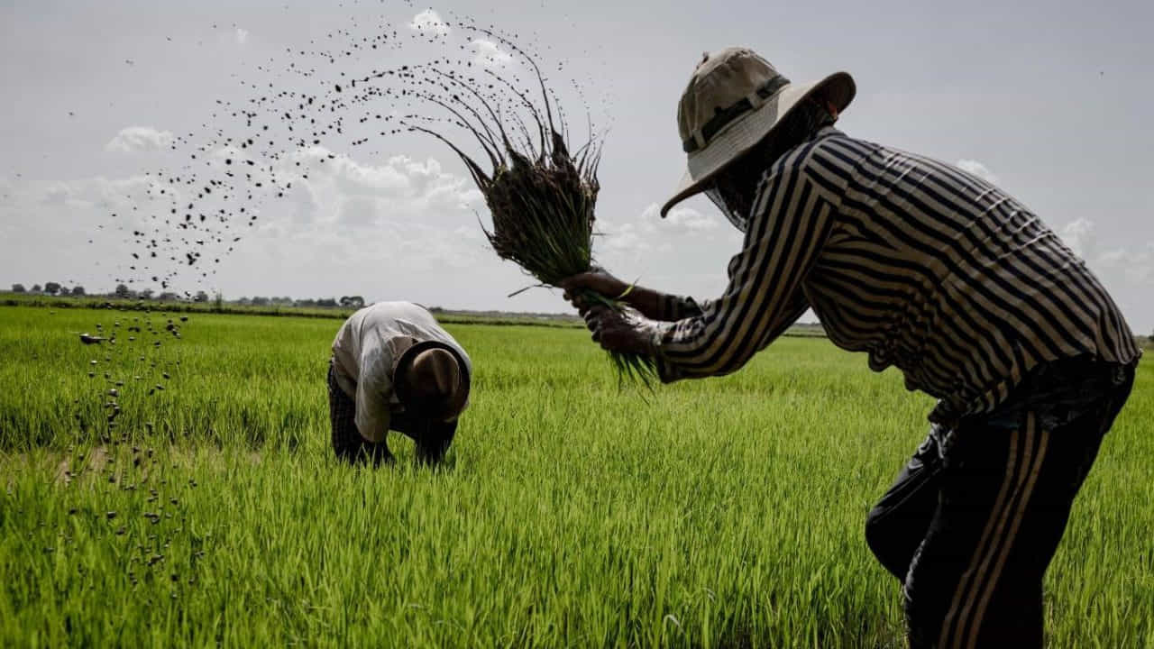ఈ క్రమంలో పీఎం కిసాన్ నిధుల ఆలస్యం కావడంతో రైతులు ఎదురుచూపులు చూస్తున్నారు. ఎప్పుడు వస్తాయోనని కళ్లు కాయలు కాసేలా చూస్తున్నారు. అయితే పీఎం కిసాన్ నిధులు అందాలంటే తప్పనిసరిగా ఈకేవైసీ పూర్తి చేసుకోవాలని కేంద్రం సూచించింది. డీబీటీ విధానంలో నేరుగా రైతుల బ్యాంక్ ఖాతాల్లో డబ్బులు జమ కావాలంటే బ్యాంక్ ఖాతాతో ఆధార్ లింక్ అయి ఉండాలి.
