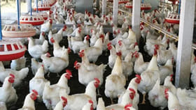 మీరు కోళ్ల ఫారం పెట్టాలనుకుంటే రూ.50 లక్షల రుణం.. దరఖాస్తు ఎలా..?