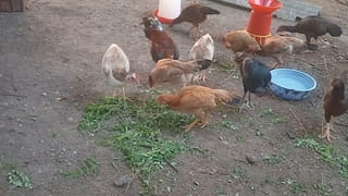 గ్యాస్‌ కొరత.. బ్లాక్‌ మార్కెట్‌లో అమ్మకాలు.. జనం గగ్గోలు.. ఎక్కడంటే