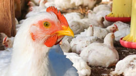 ఓర్నాయనో అంతుచిక్కని వైరస్‌.. వేల సంఖ్యలో కోళ్లు మృత్యువాత..