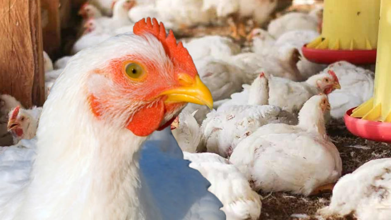 ఓర్నాయనో.. కోళ్లను మింగేస్తున్న అంతుచిక్కని వైరస్.. వేల సంఖ్యలో మృత్యువాత..