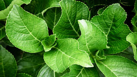 మొటిమలు, గడ్డలు, అజీర్తికి చెక్ పెట్టే 5 అద్భుతమైన ఆకులు! మంత్రం