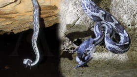 అయ్యబాబోయ్.. ఈ పాము ఎట్టా వేటాడుతుందో తెలిస్తే గుండెలు గుభేల్..