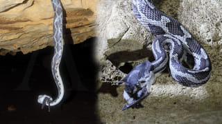 హఠాత్తుగా క్లాస్‌లోకి ఎంట్రీ ఇచ్చిన కొత్త స్టూడెంట్‌… పాత విద్యార్థుల రియాక్షన్‌ చూస్తే పొట్ట చెక్కలే..