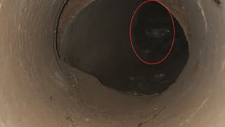 Watch: గొంతులో ఇరుక్కుపోయిన బతికున్న చేప.. ఆ తర్వాత ఏమైందంటే..?