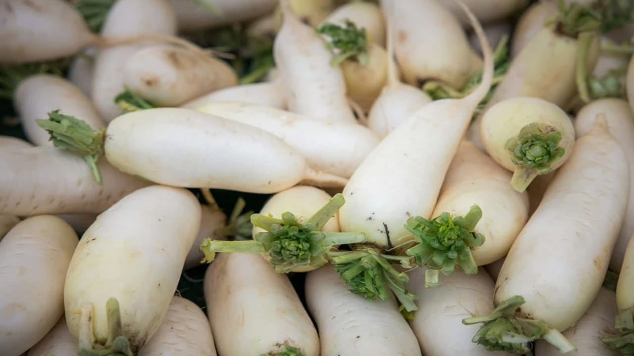 ముల్లంగి టాక్సిన్స్ను బయటకు పంపడంలో సహాయపడేలా చేస్తుంది. సహజ నిర్విషీకరణ ప్రక్రియకు మద్దతు ఇస్తుంది. కాలేయం, మూత్రపిండాలను ఆరోగ్యంగా ఉంచుతుంది. ముల్లంగిలో అధిక నీటి శాతం చర్మాన్ని తేమగా ఉంచుతుంది. ఇది చలికాలంలో తరచుగా కనిపించే పొడిబారడం, నిర్జీవంగా ఉండటాన్ని తగ్గిస్తుంది.