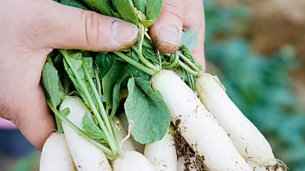 ముల్లంగిలో విటమిన్ సి పుష్కలంగా ఉంటుంది. ఇది రోగనిరోధక శక్తిని పెంచడానికి సహాయపడుతుంది. జలుబు, ఫ్లూ వంటి సాధారణ శీతాకాలపు అనారోగ్యాల నుంచి శరీరాన్ని రక్షిస్తుంది. అధిక ఫైబర్ కంటెంట్ మంచి జీర్ణశక్తిని ఇస్తుంది. మలబద్ధకాన్ని నివారిస్తుంది. భారీ శీతాకాలపు ఆహారాలను సమతుల్యం చేయడంలో సహాయపడుతుంది. రోగనిరోధక శక్తి పెరుగుతుంది. బరువు తగ్గడానికి సహాయపడుతుంది. శరీరానికి అవసరమైన విటమిన్లు, యాంటీఆక్సిడెంట్లను అందిస్తుంది.