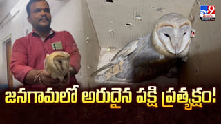 కోరికలు తీరాలంటే.. కోక కట్టాల్సిందే.. వింత ఆచారం భలే ఉందిగా