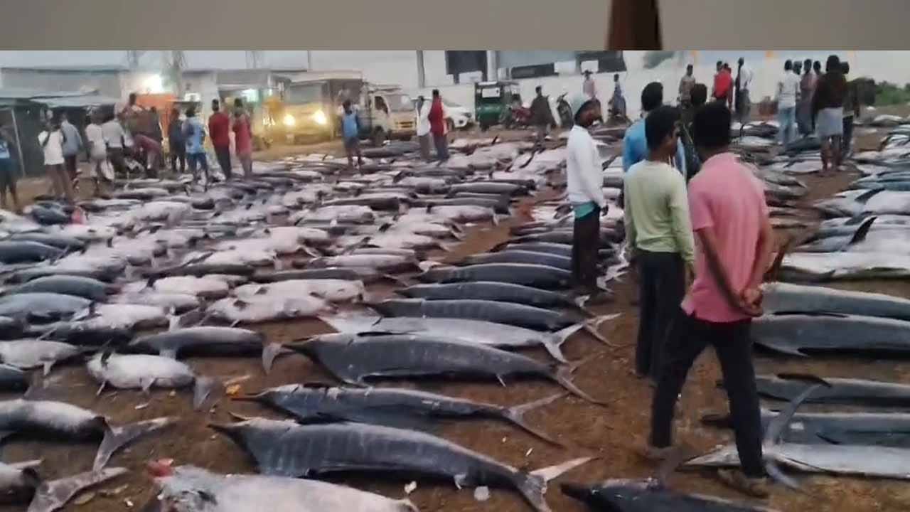 సముద్రంలో చేపల కోసం వల విసిరిన జాలర్లు.. అందులో చిక్కినవి చూసి అంతా షాక్..!