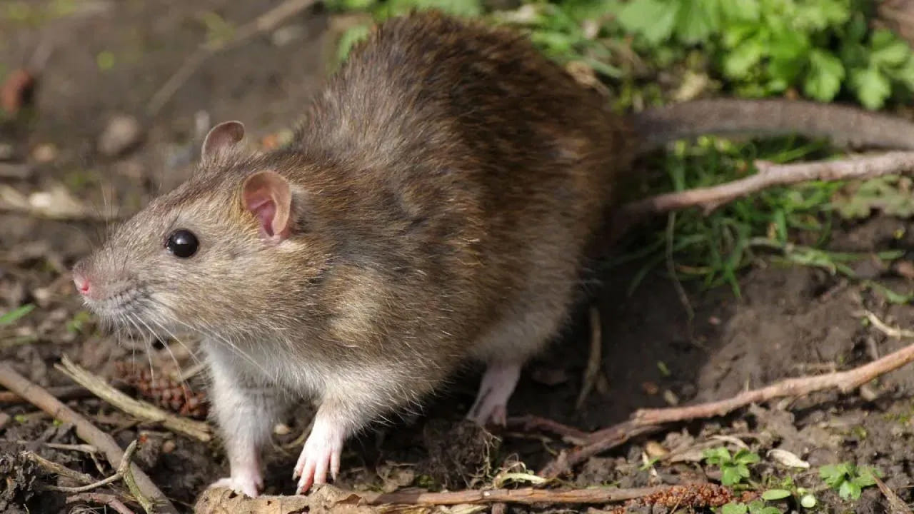 అలాగే చిన్న పటిక మాత్రలను తయారు చేసి ఇంటి మూలల్లో, అల్మారాలు, స్టోర్ రూములు, కిచెన్‌లలో ఉంచడం వల్ల ఎలుకల సంచారం తగ్గుతుంది. పటికను నీటిలో కరిగించి స్ప్రే తయారు చేసుకోవాలి. ఎలుకలు వచ్చే ప్రదేశాలలో క్రమం తప్పకుండా ఈ నీటిని పిచికారీ చేస్తే ప్రభావవంతంగా ఉంటుంది. అయితే పటికను ఉపయోగిస్తున్నప్పుడు మీ కళ్ళు, చర్మంపై పడకుండా జాగ్రత్త వహించాలి.