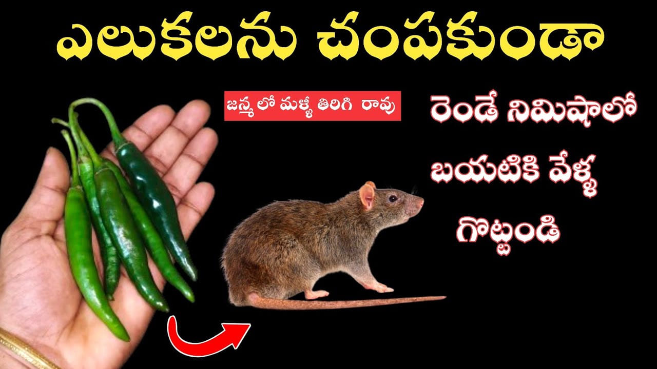 ఎలుకలను చంపకుండా.. కేవలం రెండే నిమిషాల్లో ఇలా తరిమికొట్టండి.. మళ్లీ జన్మలో తిరిగి రావు