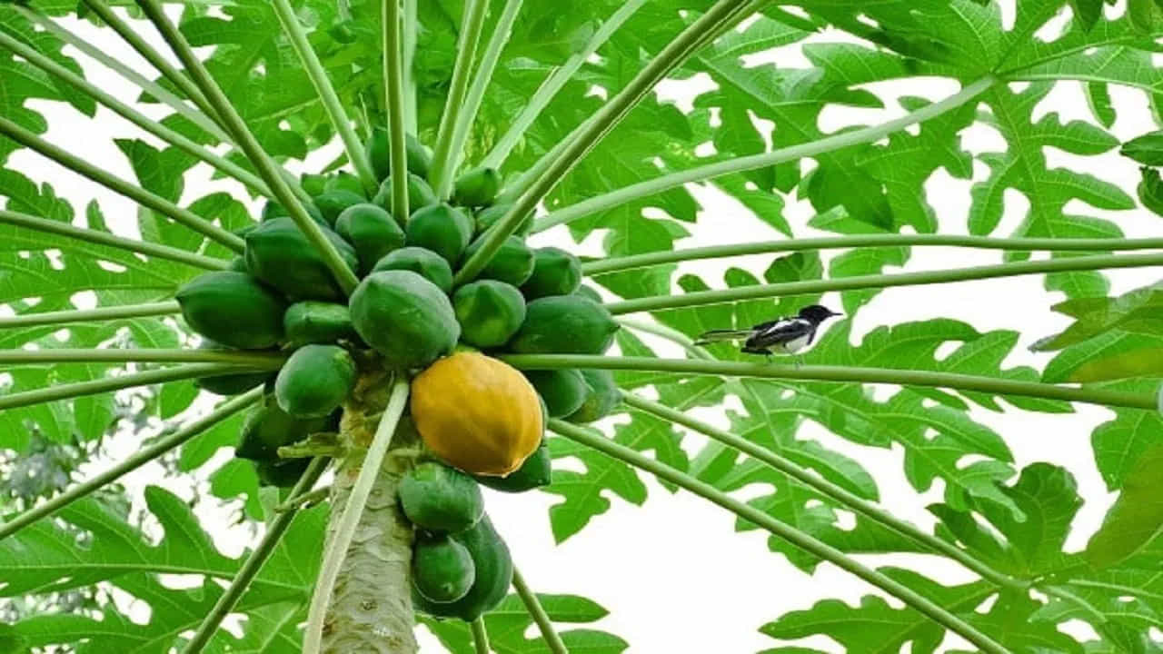 మహిళల ఆరోగ్యానికి రక్షణ కవచం: హార్మోన్ల అసమతుల్యతను సరిచేసి, నెలసరిని క్రమబద్ధీకరించడంలో పచ్చి బొప్పాయి సహాయపడుతుంది. ప్రసవానంతరం తల్లుల్లో పాల ఉత్పత్తిని పెంచడానికి పచ్చి బొప్పాయి కూరను సాంప్రదాయకంగా వాడుతుంటారు. కాలేయాన్ని శుభ్రపరచడంలో, కామెర్ల వంటి వ్యాధుల నుండి కోలుకోవడంలో ఇది కీలక పాత్ర పోషిస్తుంది.