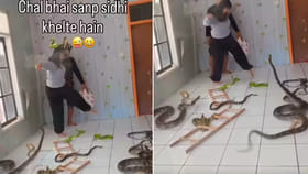 అసలైన పాములతో స్నేక్ అండ్ లాడర్ ఆడుతూ హల్‌చల్..షాకింగ్ వీడియో