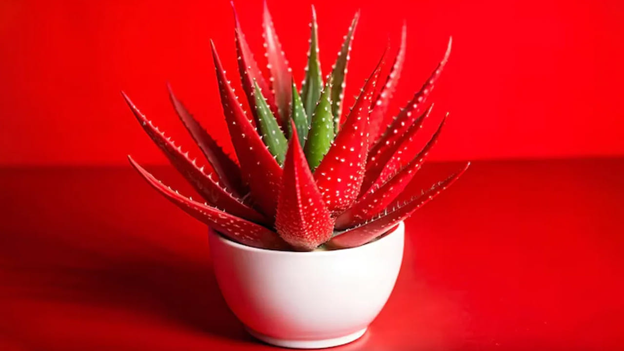 లోతైన తేమ (Deep Hydration): రెడ్ అలోవెరాలో నీటి శాతం ఎక్కువగా ఉంటుంది. ఇది చర్మం లోపలి పొరల వరకు వెళ్లి తేమను అందిస్తుంది. పొడి చర్మం (Dry skin) సమస్య ఉన్నవారికి ఇది ఒక అద్భుతమైన మాయిశ్చరైజర్గా పనిచేస్తుంది.