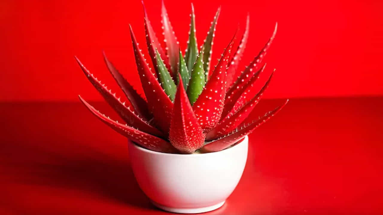 లోతైన తేమ (Deep Hydration): రెడ్ అలోవెరాలో నీటి శాతం ఎక్కువగా ఉంటుంది. ఇది చర్మం లోపలి పొరల వరకు వెళ్లి తేమను అందిస్తుంది. పొడి చర్మం (Dry skin) సమస్య ఉన్నవారికి ఇది ఒక అద్భుతమైన మాయిశ్చరైజర్గా పనిచేస్తుంది.