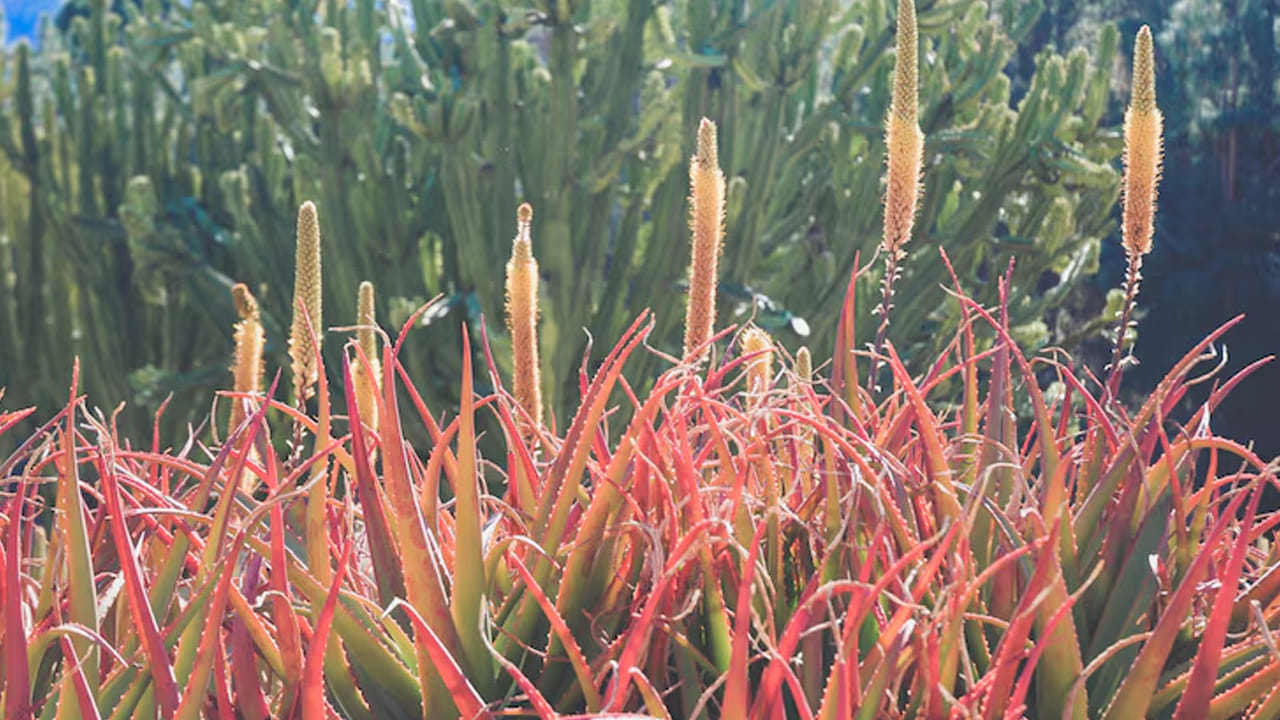 వృద్ధాప్య ఛాయలకు చెక్: వయసు పెరిగే కొద్దీ చర్మంపై వచ్చే ముడతలు, గీతలను తగ్గించడంలో రెడ్ అలోవెరా సహాయపడుతుంది. ఇది చర్మంలో కొల్లాజెన్ ఉత్పత్తిని పెంచి, చర్మం సాగకుండా బిగుతుగా ఉండేలా చూస్తుంది.