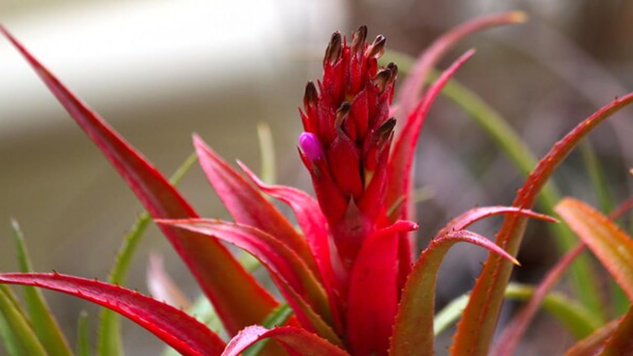 చర్మాన్ని ప్రశాంతపరుస్తుంది (Soothing Effect): ఎండలో తిరగడం వల్ల చర్మం కందిపోయినా లేదా దురదగా అనిపించినా, రెడ్ అలోవెరా జెల్ రాస్తే వెంటనే ఉపశమనం లభిస్తుంది. సన్ బర్న్ సమస్యను తగ్గించడంలో ఇది చాలా ప్రభావవంతంగా పనిచేస్తుంది.