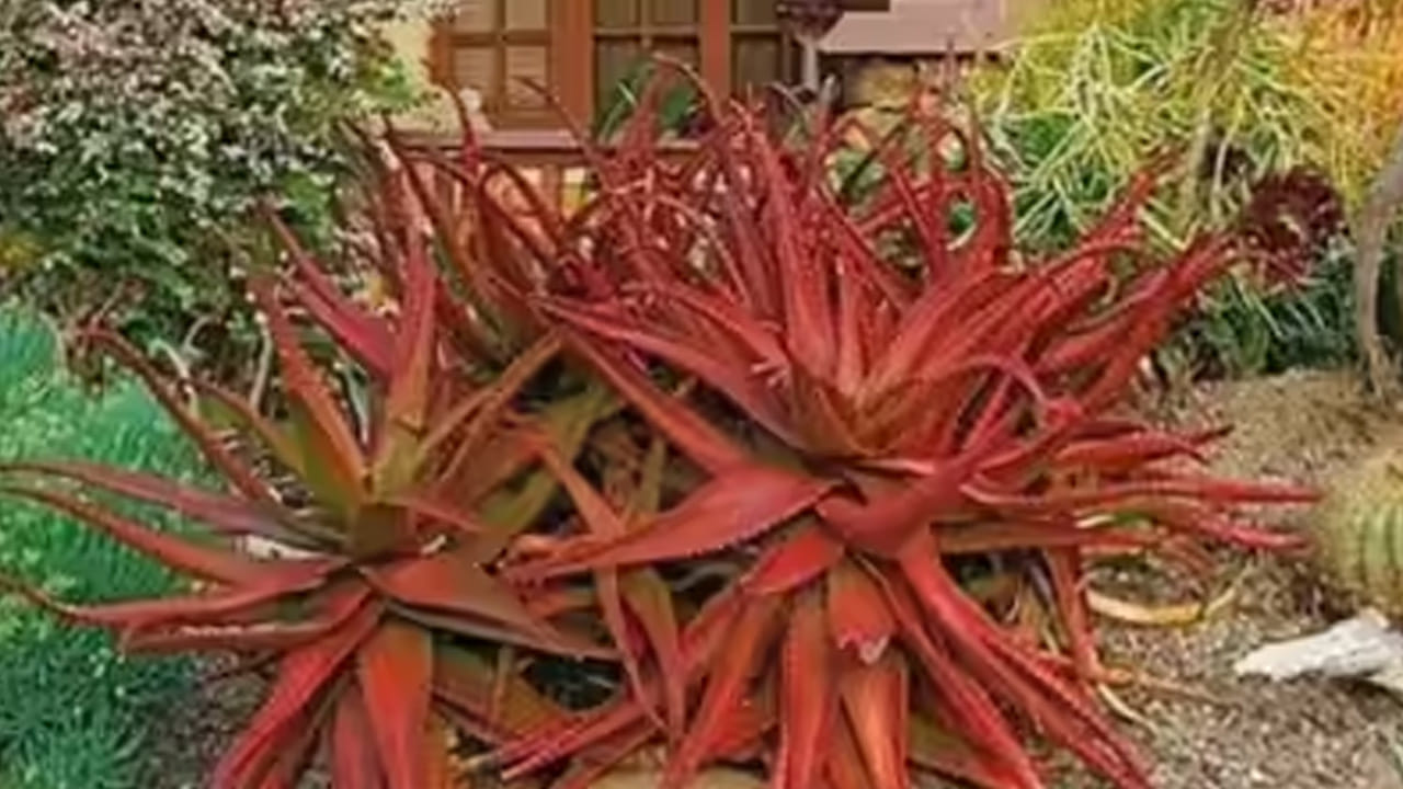 యాంటీ ఆక్సిడెంట్లు: సాధారణ కలబందతో పోలిస్తే ఇందులో విటమిన్ ఇ, విటమిన్ సి వంటి యాంటీ ఆక్సిడెంట్లు అధికంగా ఉంటాయి. ఇవి చర్మాన్ని ఫ్రీ రాడికల్స్ నుండి రక్షించి, చర్మం సహజ సిద్ధమైన మెరుపును పొందేలా చేస్తాయి.