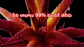 రెడ్ అలోవెరా..సాధారణ కలబంద కంటే ఎన్నో రెట్లు మేలు! తెలిస్తే వదలరు