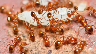 పరాభవ నామ సంవత్సరం రాశి ఫలితాలు: ఏ రాశి విద్యార్థులకు అదృష్టం? ఏ రాశులకు కష్టకాలం?