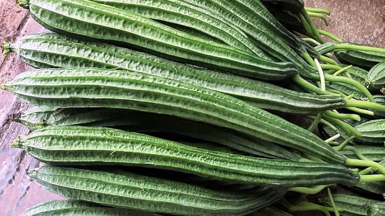 Ridge Gourd