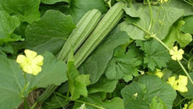 బీర పంట చిమ్ములు చిమ్మాలంటే ఇలా చేయండి...