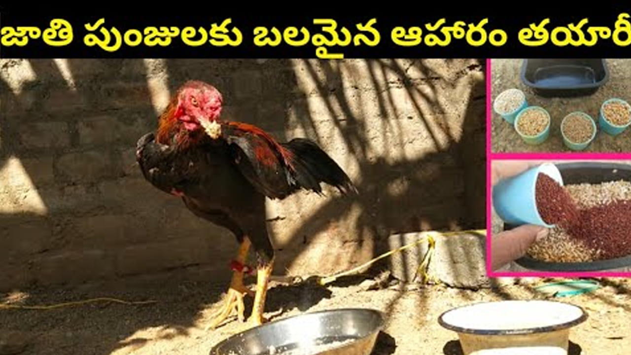 నా సామిరంగ.. ఈ మేత కానీ వేస్తే జాతి పుంజులకు ఇక తిరుగుండదు..