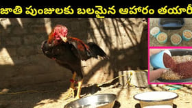 ఈ మేత వేస్తే.. జాతి పుంజులు రాటుదేలతాయి..