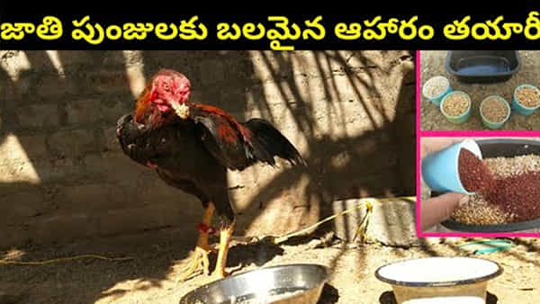 నా సామిరంగ.. ఈ మేత కానీ వేస్తే జాతి పుంజులకు ఇక తిరుగుండదు..