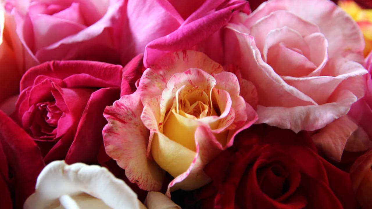 నాలుగు రంగుల గులాబీ పువ్వు రేకులు తీసుకుని మొఖం పై అప్లై చేయండి. వీటిలో ఉండే యాంటీ బ్యాక్టీరియల్ ముఖం పై వచ్చే మొటిమలను తగ్గిస్తాయని నిపుణులు చెబుతున్నారు. 
