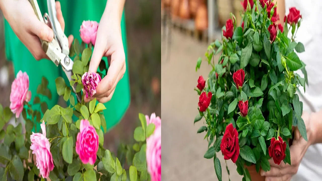 ఎందుకంటే బియ్యపు నీళ్లు పిండి పదార్థాల నుంచి వస్తాయి కాబట్టి. మొక్కలకు బలంగా ఉంటాయి. అంతేకాదు, ఇది చెడు  బ్యాక్టీరియాను అంతం చేసి మంచి బ్యాక్టీరియాను బాగా పెంచుతుంది. ముఖ్యంగా, కొన్ని రకాల మొక్కలకు ఈ బియ్యపు నీళ్ళు బాగా  పని చేస్తాయి. 