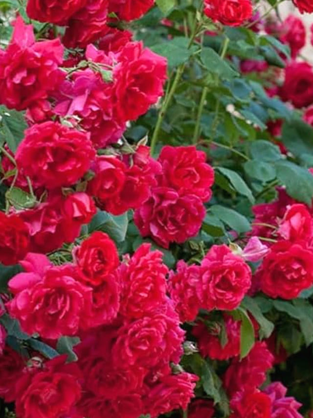 మండే ఎండల్లో గులాబీలు గుత్తులుగా పూయాలంటే.. నీళ్లు ఈ టైమ్‌లో పోయండి!