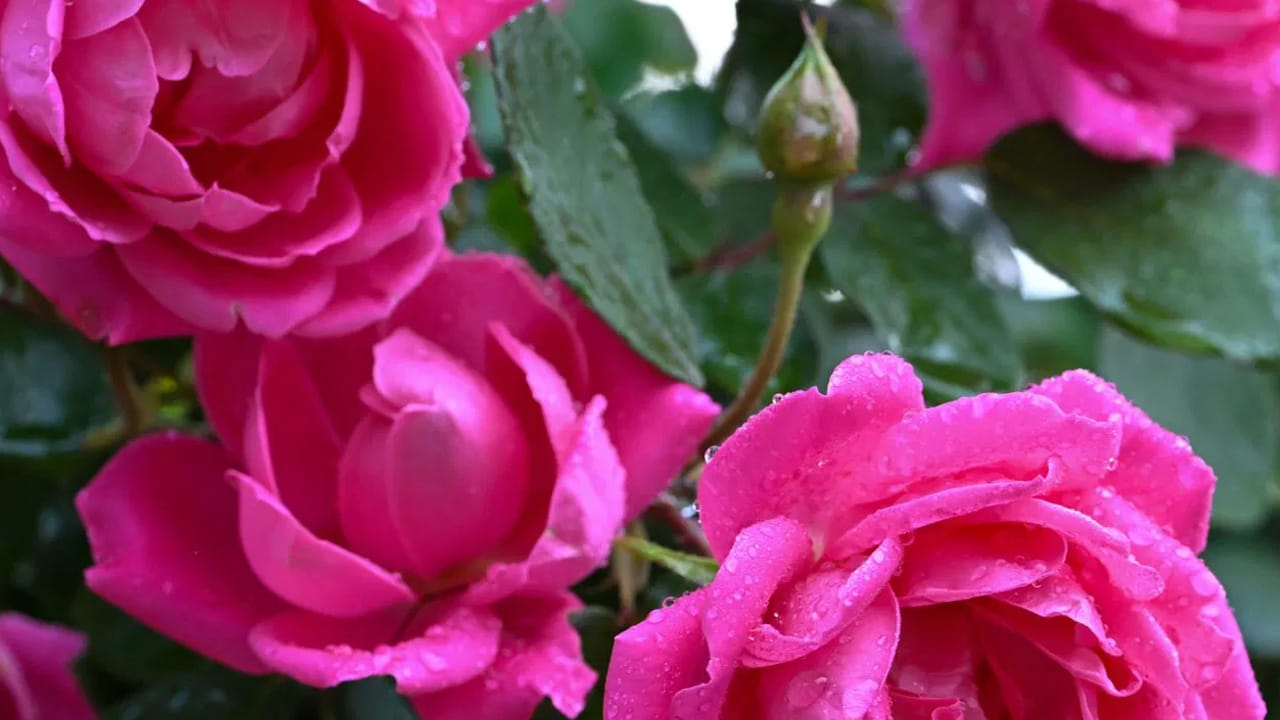 గులాబీ మొక్కలకు ఈ బియ్యం నీళ్ళను పోయడం వీటికి ఉన్న పురుగు పోయి, మొగ్గలు పడతాయి. అంతేకాదు, వీటిలో ఇంకా 
పొటాషియం, భాస్వరం కూడా ఉంటాయి. ఇవి మొక్కలు పెరగడానికి ఇవి ఎంతో ఉపయోగపడతాయి.  ఇంకా గులాబీ మొక్కలకు కాపు కూడా ఎక్కువగా పడతాయి. 