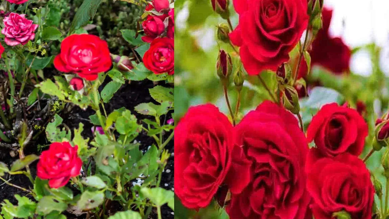 గులాబీ మొక్కలు వేసవి కాలంలో ఎక్కువగా వాడిపోతుంటాయి. అలాంటి సమయంలో వీటి ఒక రోజంతా బియ్యంలో బాగా నానబెట్టి ఆ తర్వాత రోజు ఈ నీటిని మొక్కలపై చల్లితే ఫంగల్ ఇన్ఫెక్షన్లు కూడా తగ్గుతాయి. ఇంకా గంజి నీళ్లు పోసినా కూడా పూలు బాగా పూస్తాయి. ఈ సారి వీటిని పాటించండి. 

