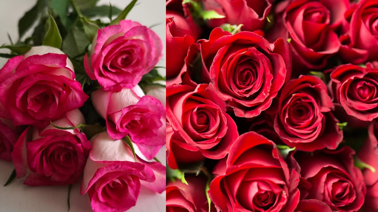 మూడు రకాల రంగుల గులాబీల రేకులను తీసుకుని వాటిని పేస్ట్ లాగా చేసి జుట్టుకి అప్లై చేస్తే ఊడిపోకుండా ఉంటుంది. మీరు కూడా ఇంట్లో అప్లై చేయండి. మంచి ఫలితం ఉంటుంది. 
