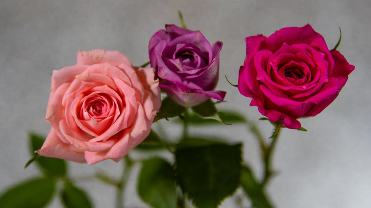 అమ్మాయిల  కళ్ల కింద నల్లటి వలయాలు వస్తాయి. వీటిని తగ్గించుకోవడానికి మార్కెట్లో ఉన్న ప్రొడక్ట్స్ వాడుతుంటారు. అయినా ఎలాంటి ఫలితం ఉండదు. అలాంటి వాళ్లు రంగుల గులాబీలను వాడి వాటిని తగ్గించుకోండి. 
